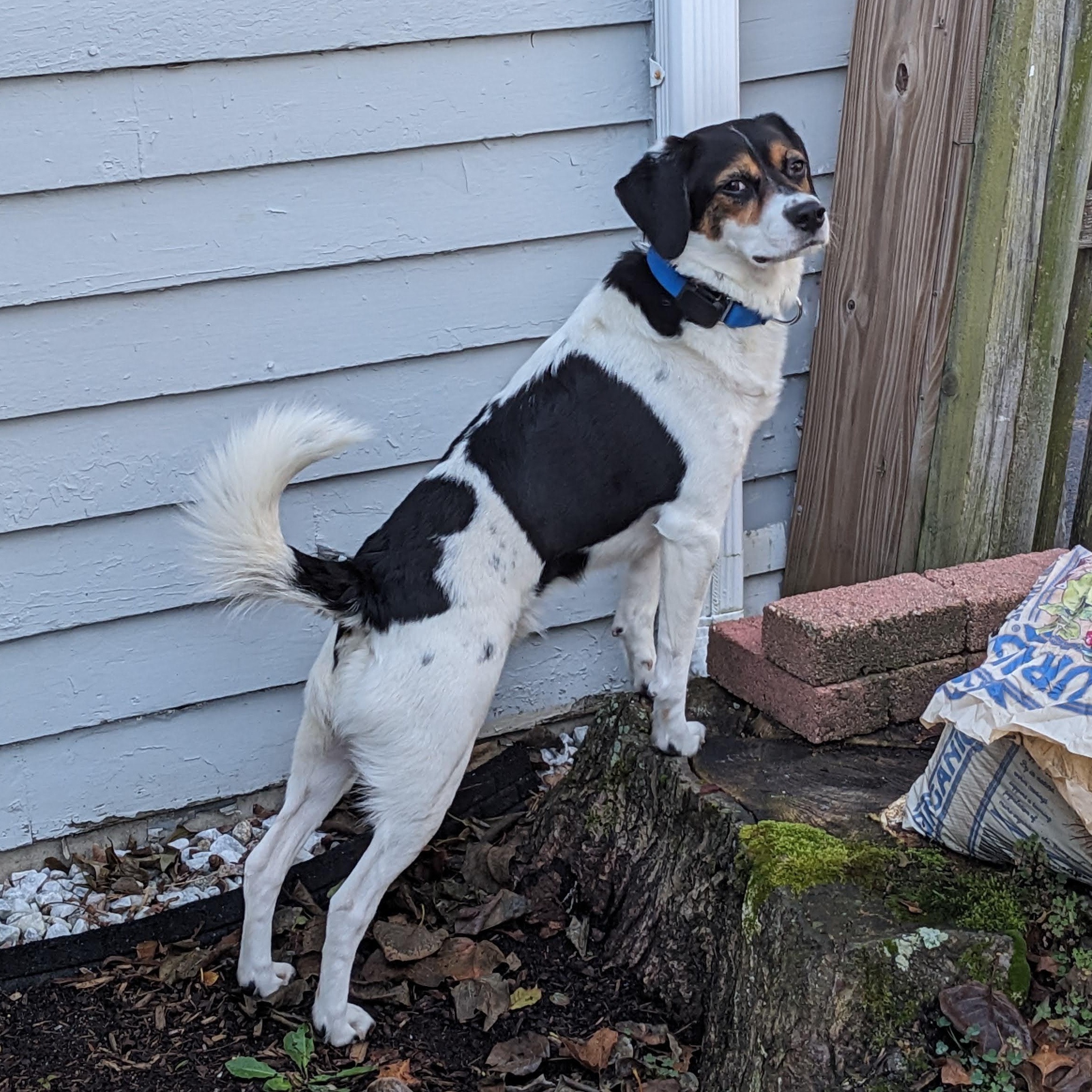 Enlarge Sparky, a Adoptable Beagle in Stoughton, MA image 4/6