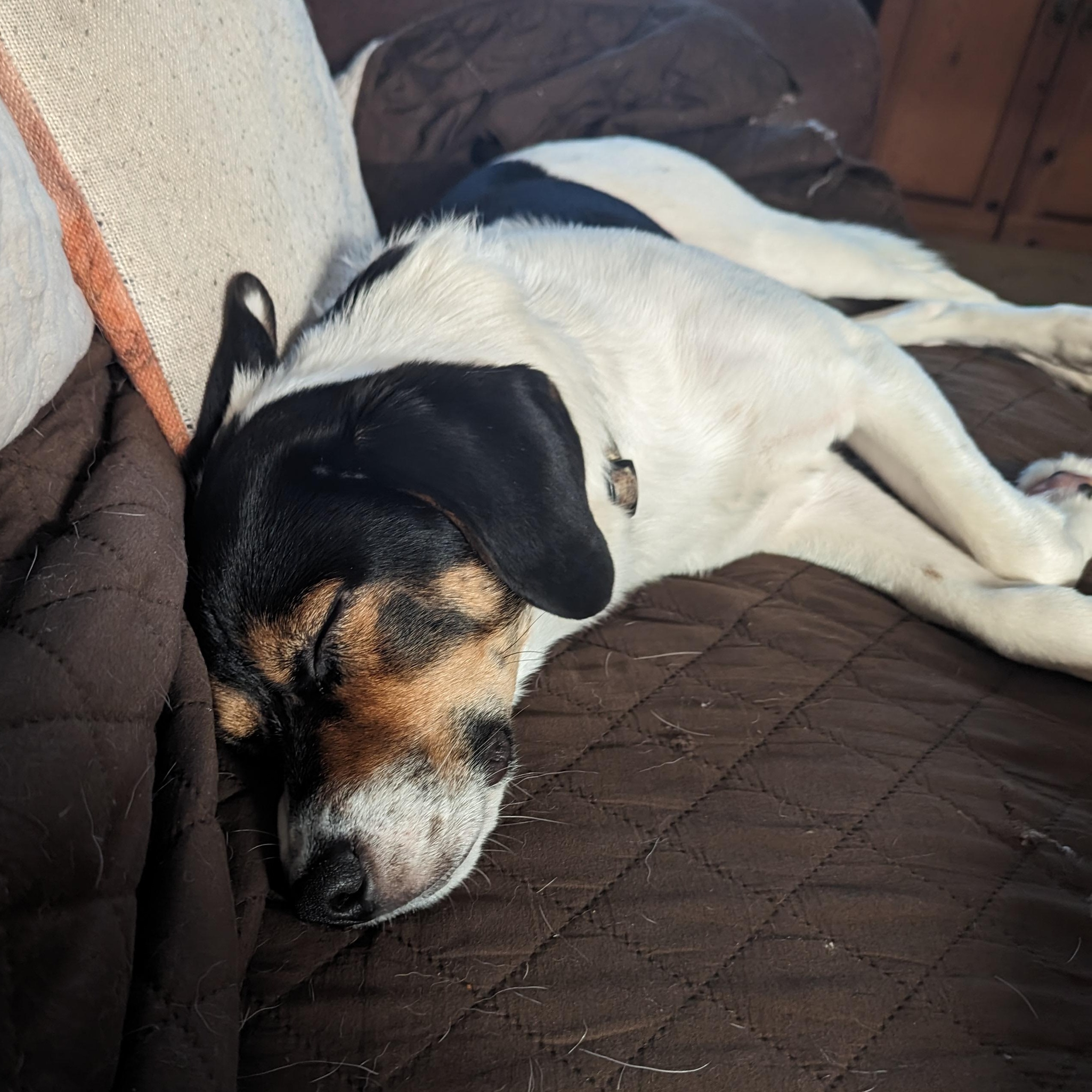 Enlarge Sparky, a Adoptable Beagle in Stoughton, MA image 5/6