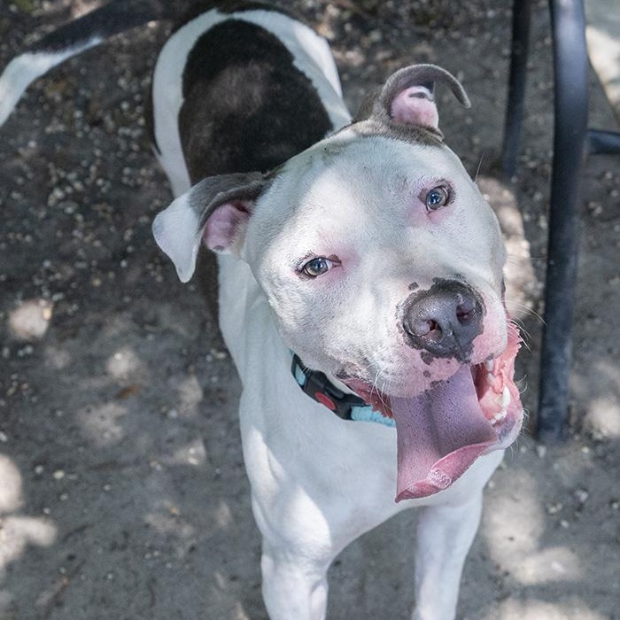 Sparky McPuff, a Adoptable Pit Bull Terrier in Slidell, LA image 1/3