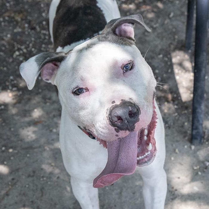 Sparky McPuff, a Adoptable Pit Bull Terrier in Slidell, LA image 2/3