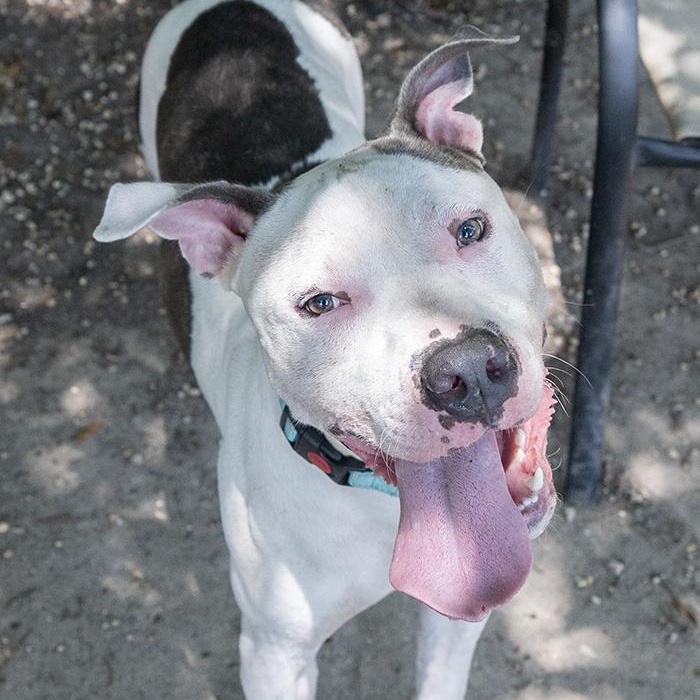 Sparky McPuff, a Adoptable Pit Bull Terrier in Slidell, LA image 3/3