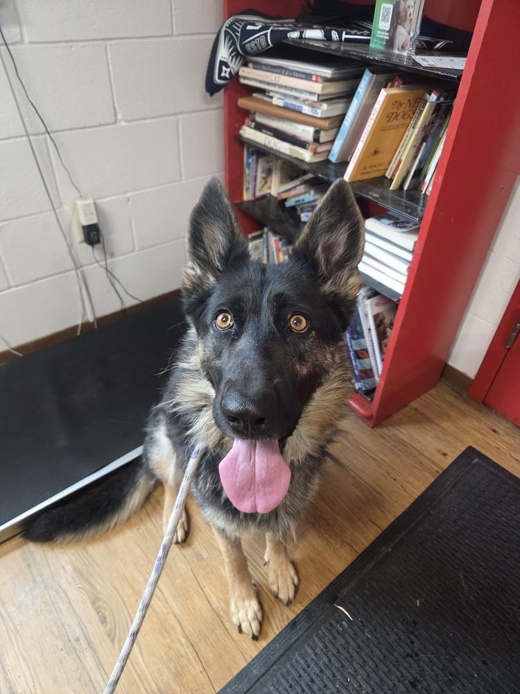 Bailey, a Adoptable German Shepherd Dog in Salmon, ID image 1/2