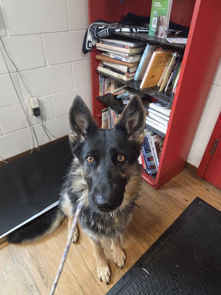 Bailey, a Adoptable German Shepherd Dog in Salmon, ID image 2/2