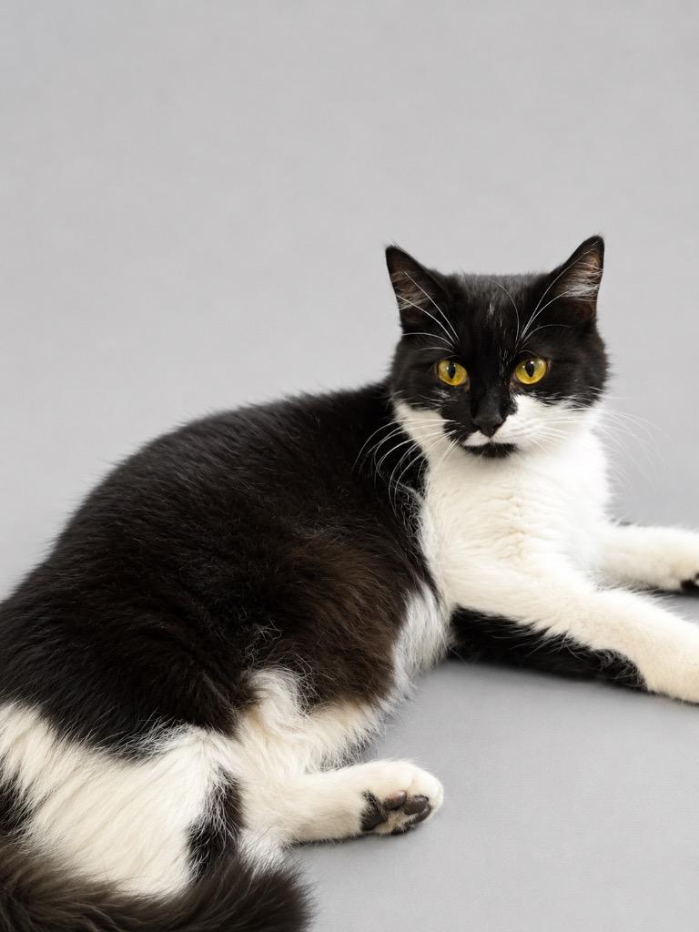 Enlarge Goober, a Adoptable mixed breed in Wauchula, FL image 1/1