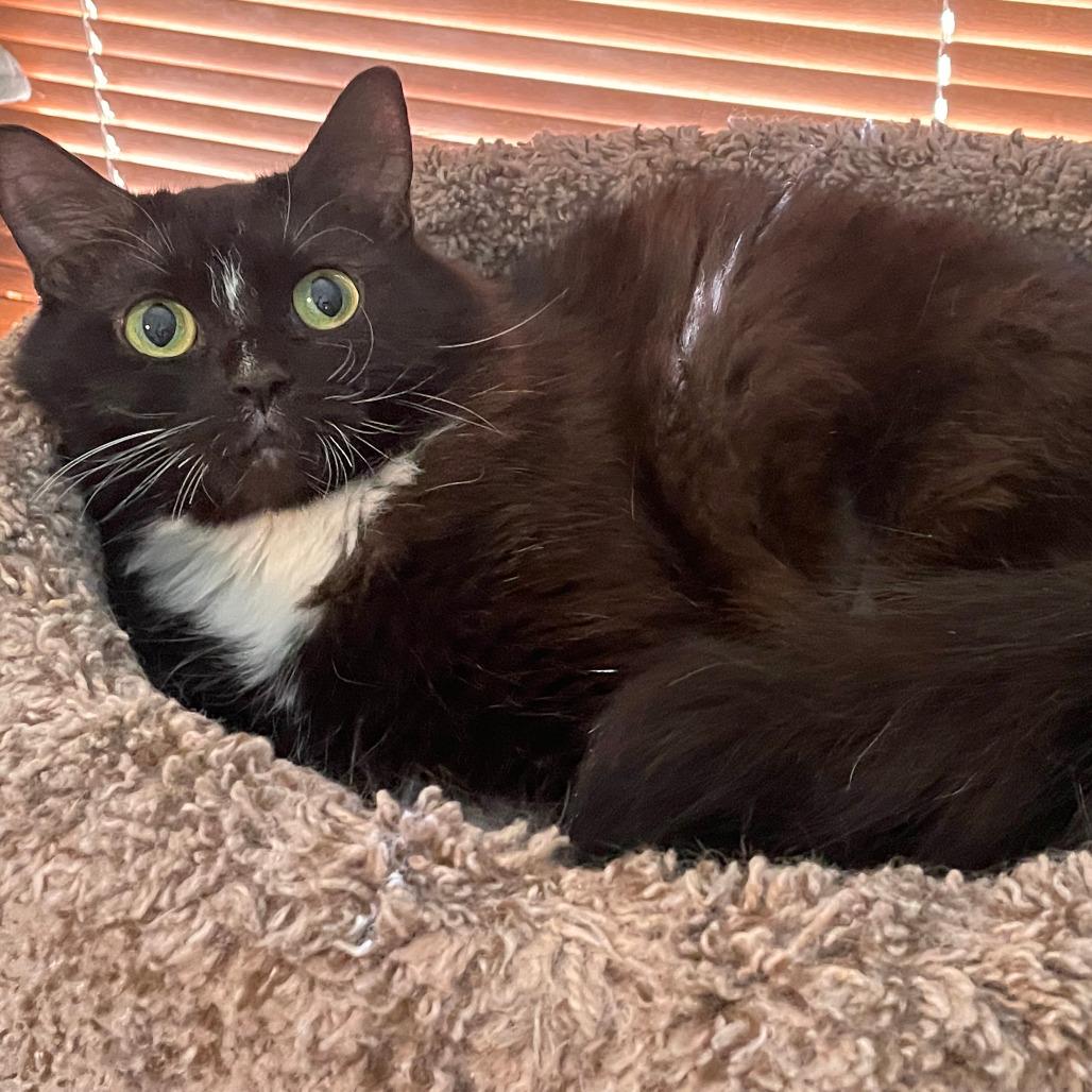 Enlarge Stripe, a Adoptable Domestic Medium Hair in Richfield, MN image 3/6
