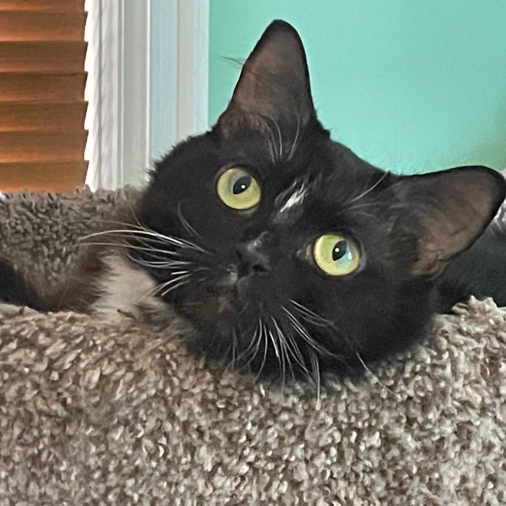 Enlarge Stripe, a Adoptable Domestic Medium Hair in Richfield, MN image 4/6