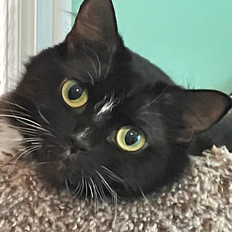 Enlarge Stripe, a Adoptable Domestic Medium Hair in Richfield, MN image 2/6