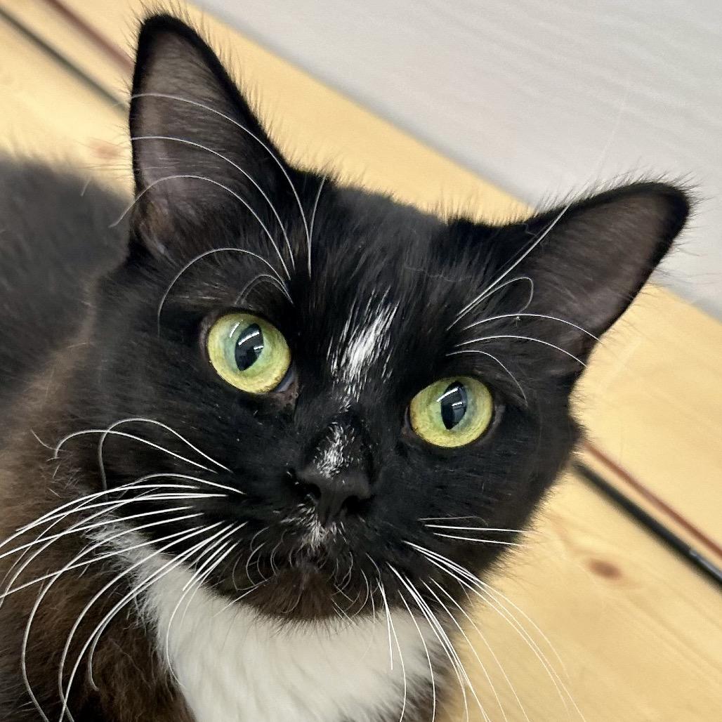 Stripe, Adoptable, Adult Female Domestic Medium Hair.