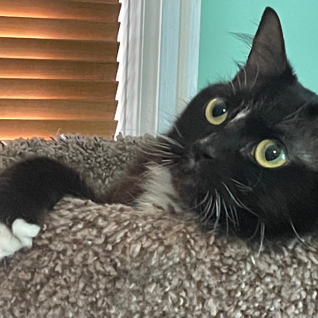 Enlarge Stripe, a Adoptable Domestic Medium Hair in Richfield, MN image 5/6