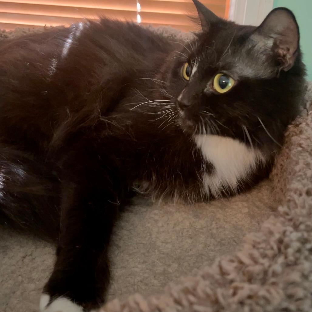 Enlarge Stripe, a Adoptable Domestic Medium Hair in Richfield, MN image 6/6