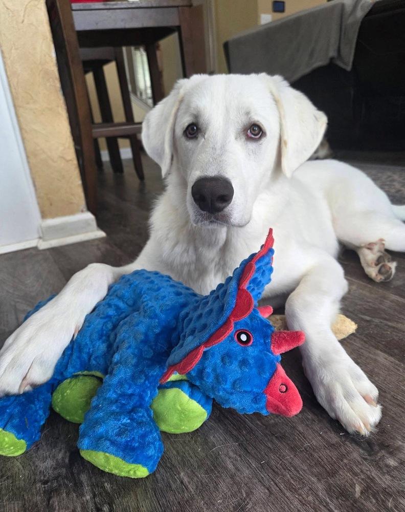 26-045 Francisco “Frank”, a Adoptable mixed breed in Richardson, TX image 1/6