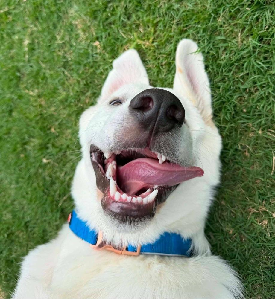 26-045 Francisco “Frank”, a Adoptable mixed breed in Richardson, TX image 2/6