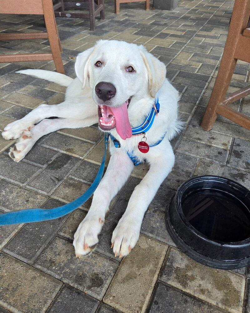 26-045 Francisco “Frank”, Adoptable, Young Male Great Pyrenees & Labrador Retriever.