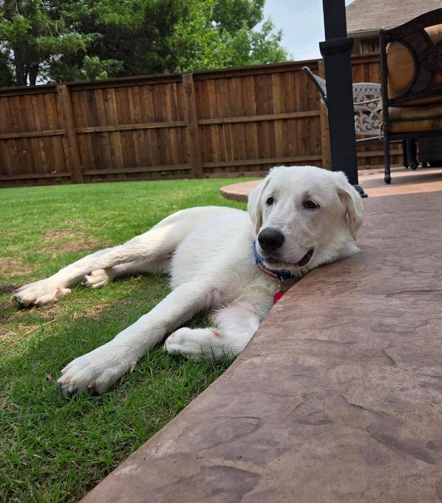 26-045 Francisco “Frank”, a Adoptable mixed breed in Richardson, TX image 2/6