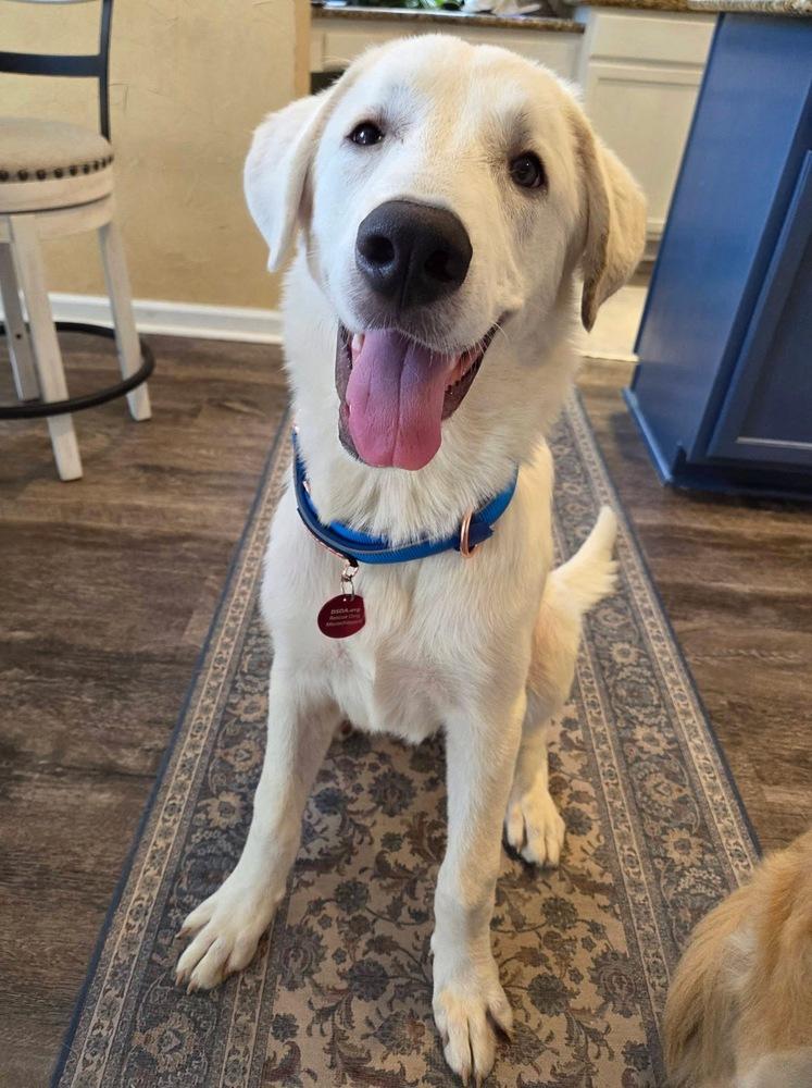 26-045 Francisco “Frank”, a Adoptable mixed breed in Richardson, TX image 3/6