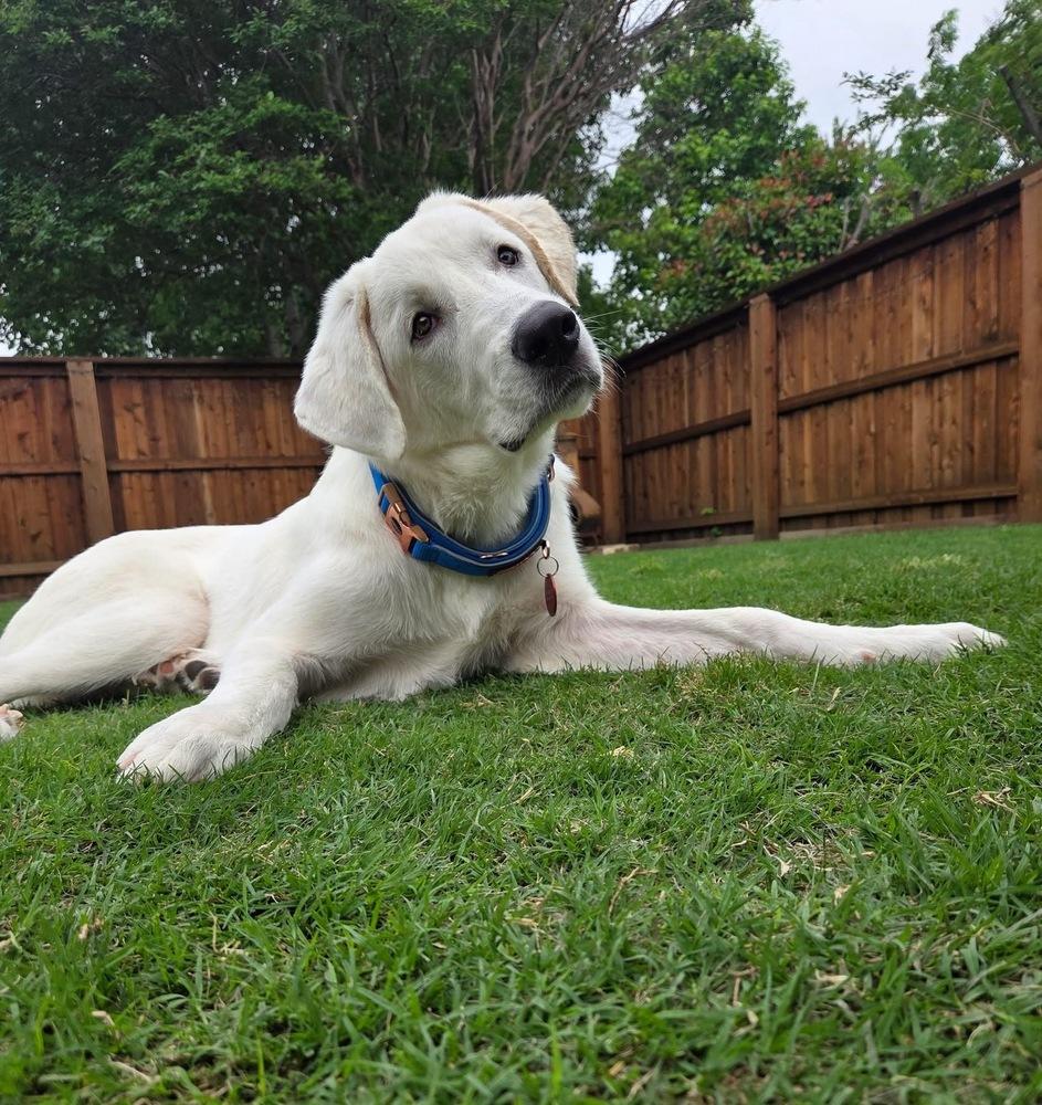 26-045 Francisco “Frank”, a Adoptable mixed breed in Richardson, TX image 4/6