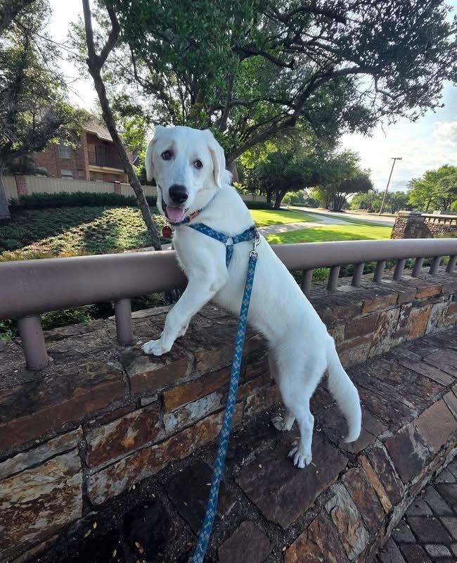 26-045 Francisco “Frank”, a Adoptable mixed breed in Richardson, TX image 5/6