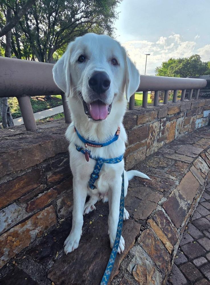 26-045 Francisco “Frank”, a Adoptable mixed breed in Richardson, TX image 6/6
