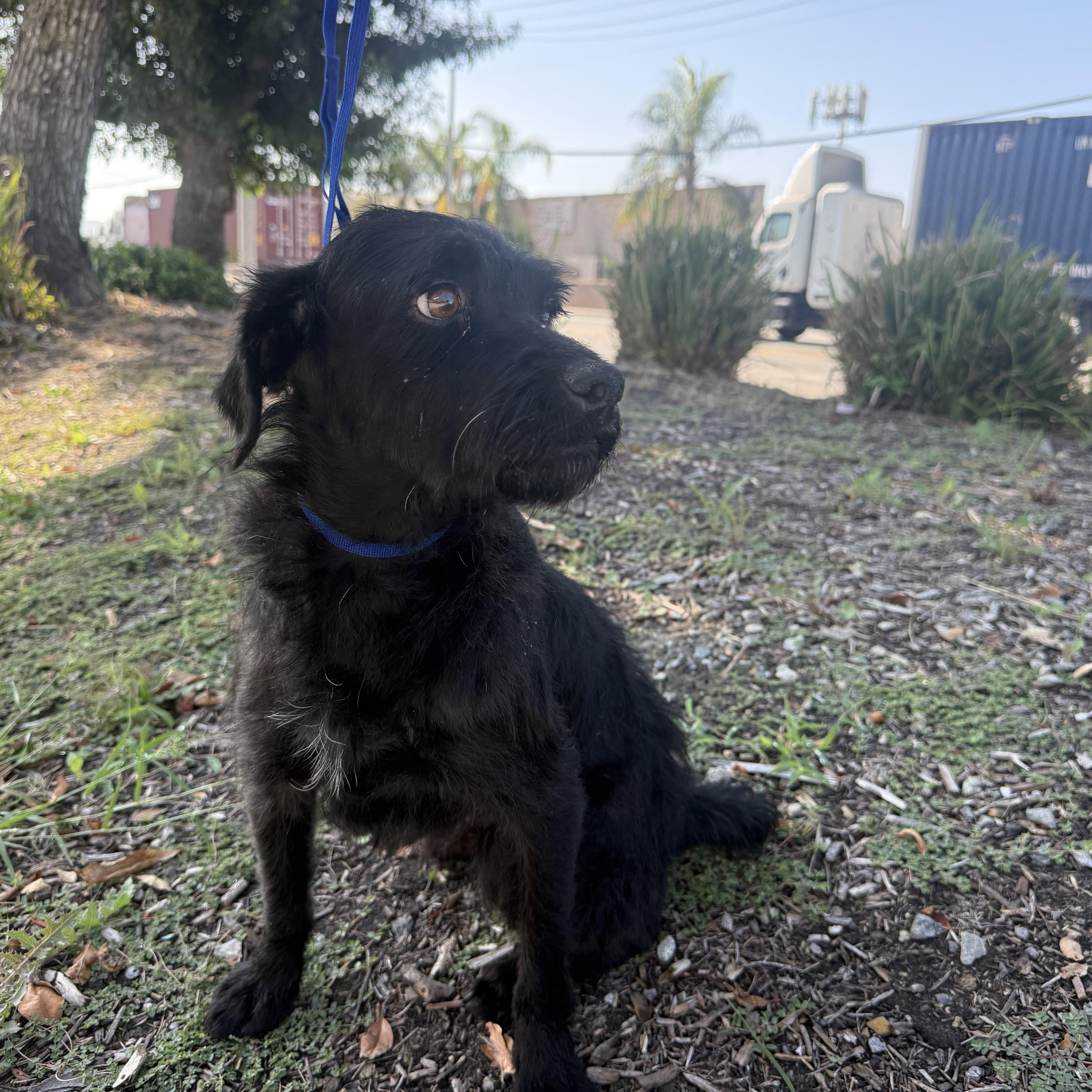 Enlarge ROOSTER, a ADOPTABLE mixed breed in los angeles, CA image 5/5