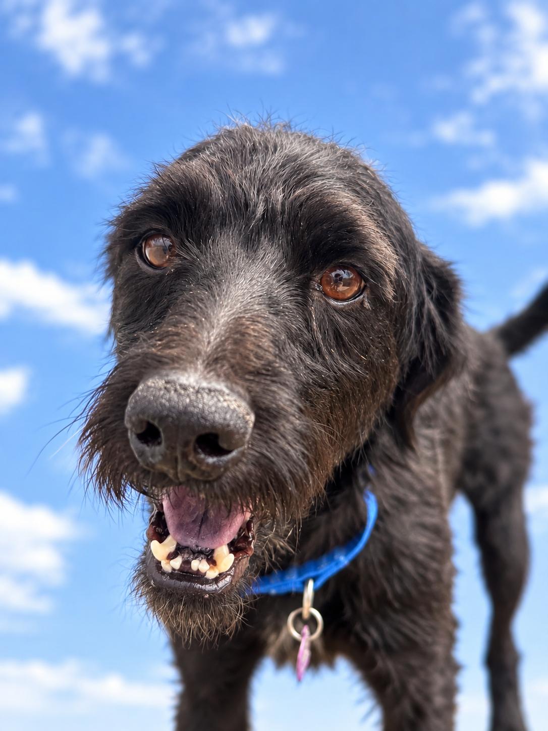 Enlarge ROOSTER, a ADOPTABLE mixed breed in los angeles, CA image 1/5