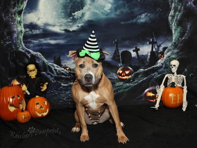 DELILAH, Adoptable, Young Female Boxer & Mixed Breed.