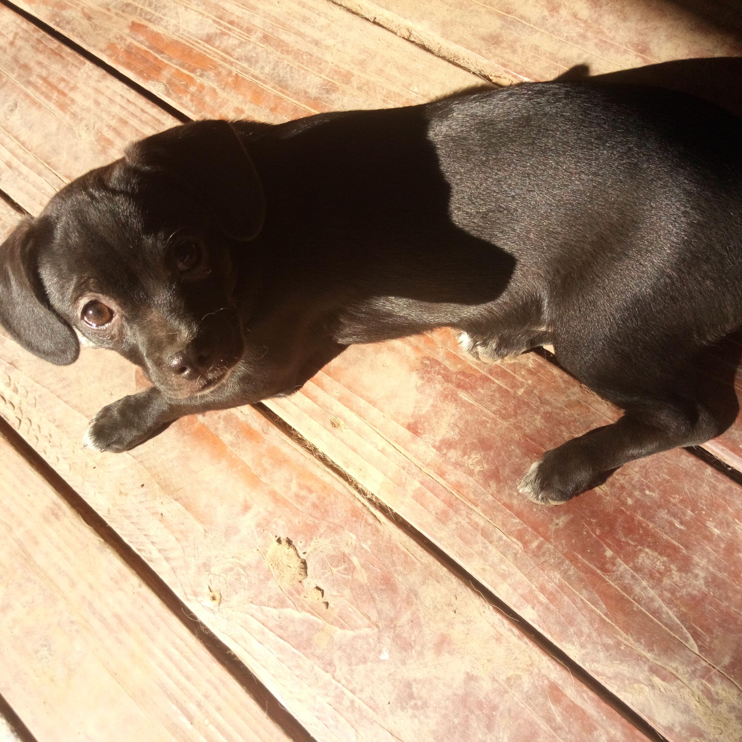 Tootie, ADOPTABLE, Puppy Female Chihuahua & Pug.