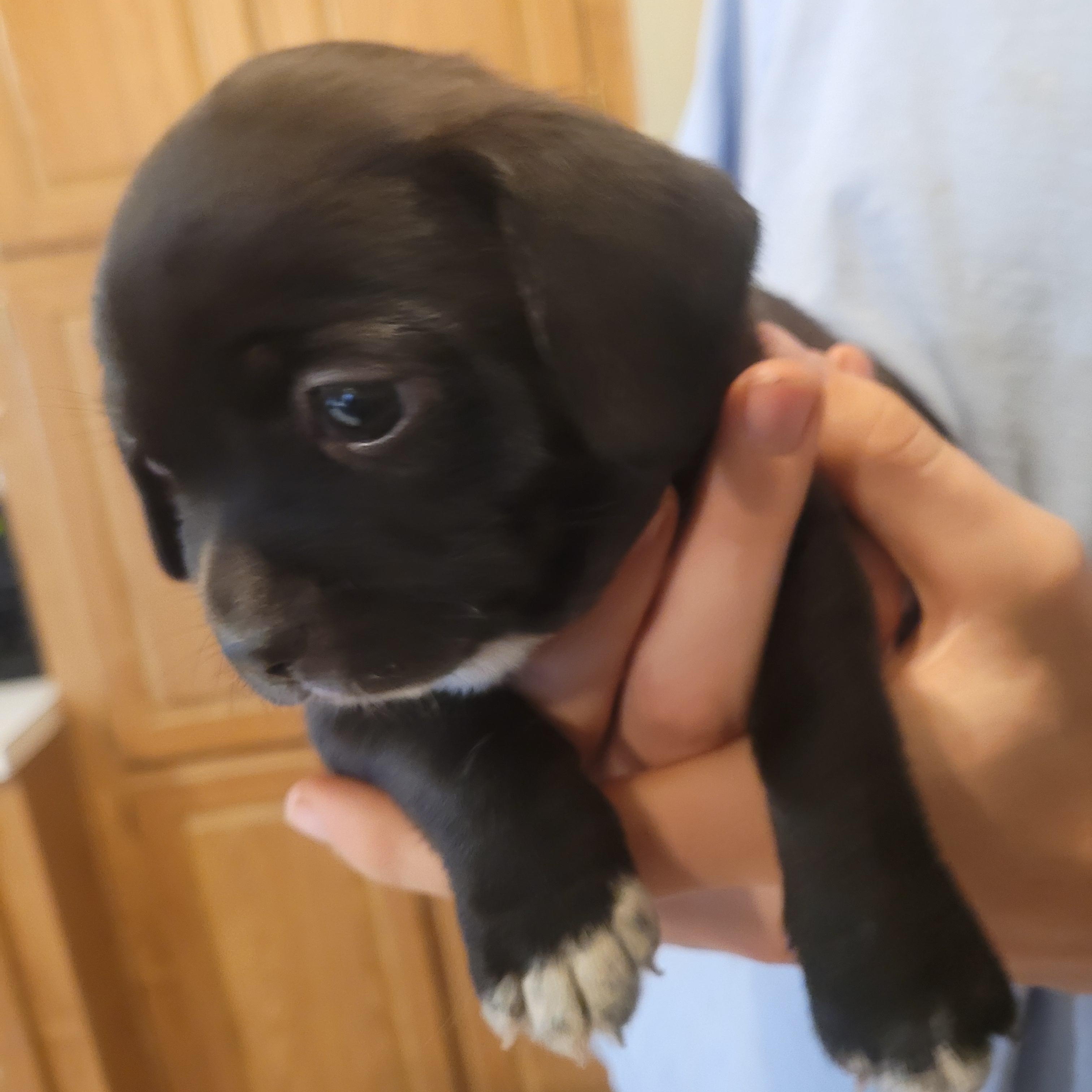 Tootie, ADOPTABLE, Puppy Female Chihuahua & Pug.