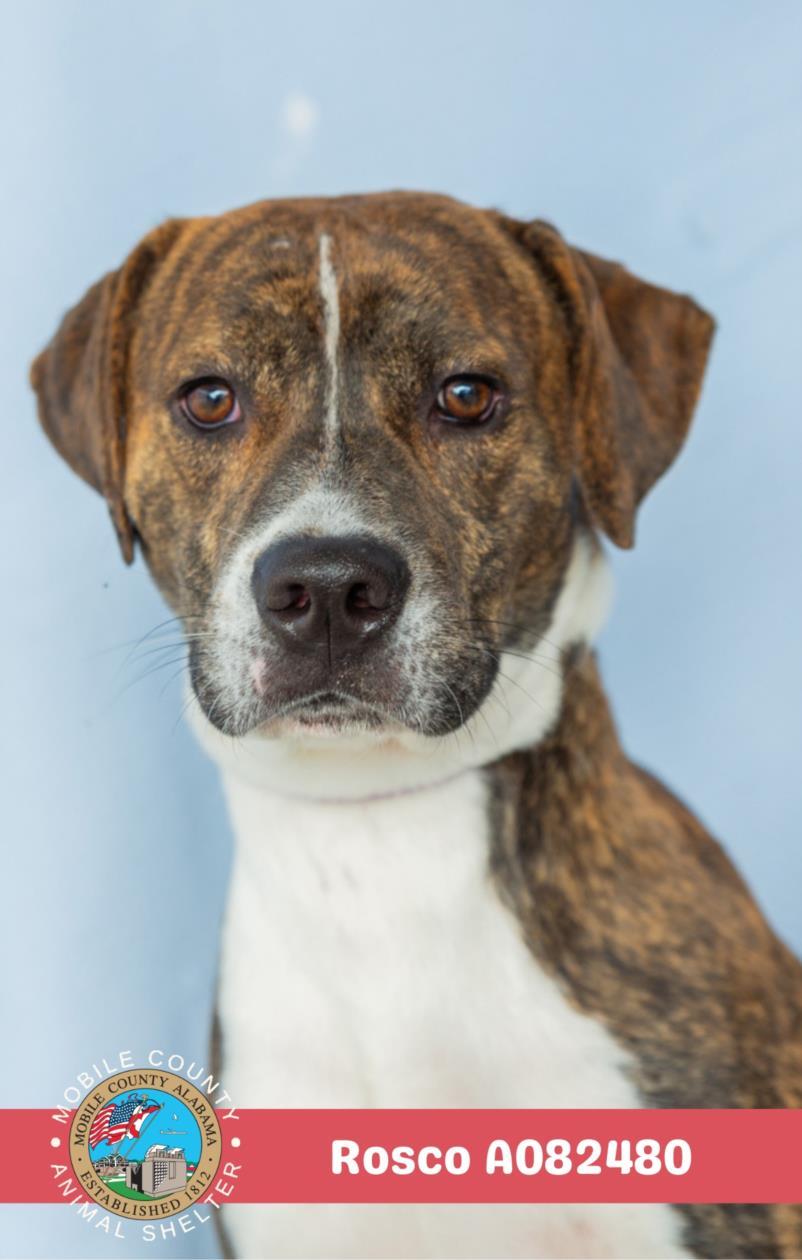 ROSCO, Adoptable, Young Male Labrador Retriever & Mixed Breed.
