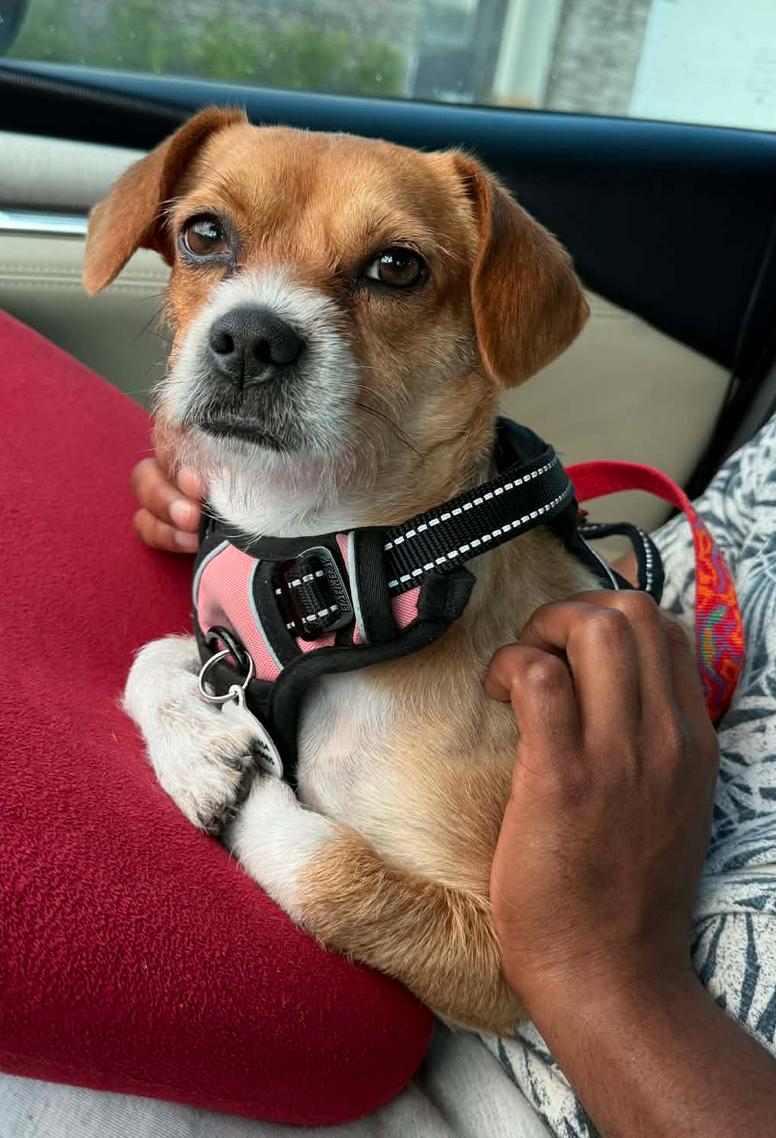 Bindi, Adoptable, Adult Female Chihuahua & Terrier.