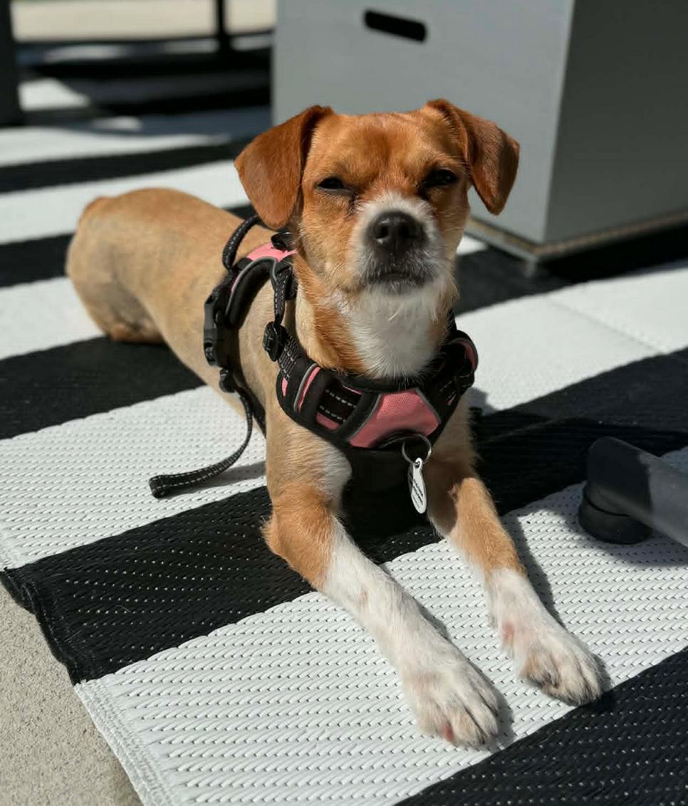 Enlarge Bindi, a Adoptable mixed breed in Osteen, FL image 2/3