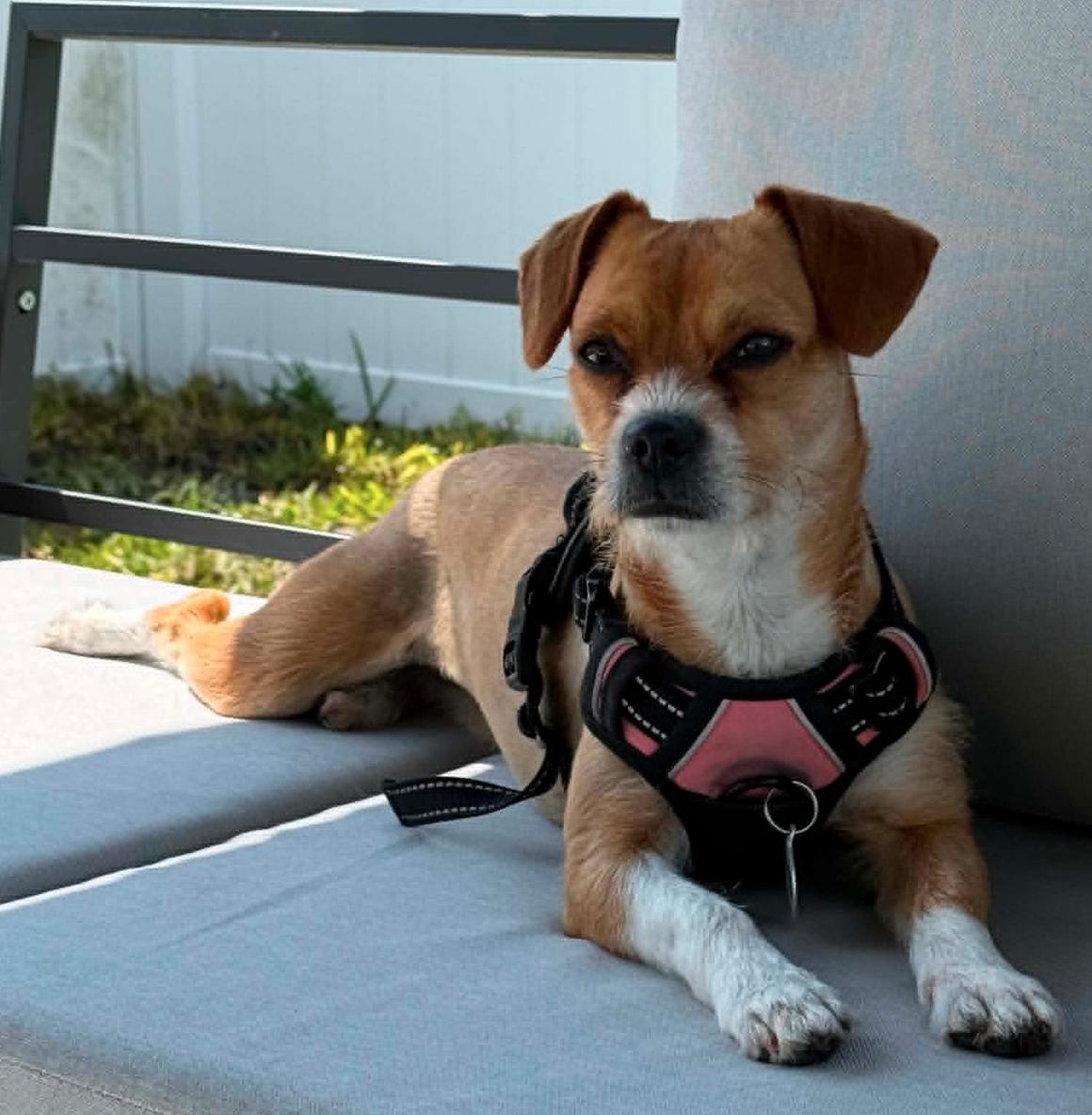 Enlarge Bindi, a Adoptable mixed breed in Osteen, FL image 3/3