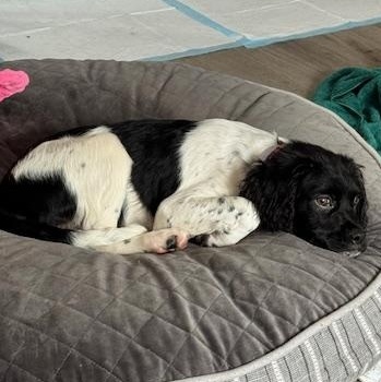 Enlarge Taylor, a Adoptable mixed breed in Scarborough, ON image 5/6