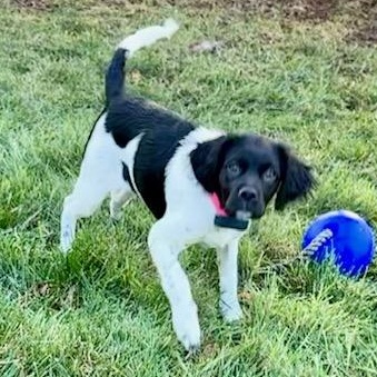 Enlarge Taylor, a Adoptable mixed breed in Scarborough, ON image 2/6