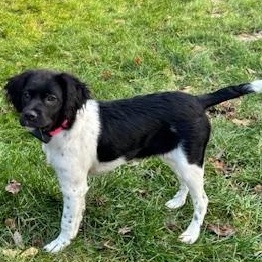 Enlarge Taylor, a Adoptable mixed breed in Scarborough, ON image 4/6