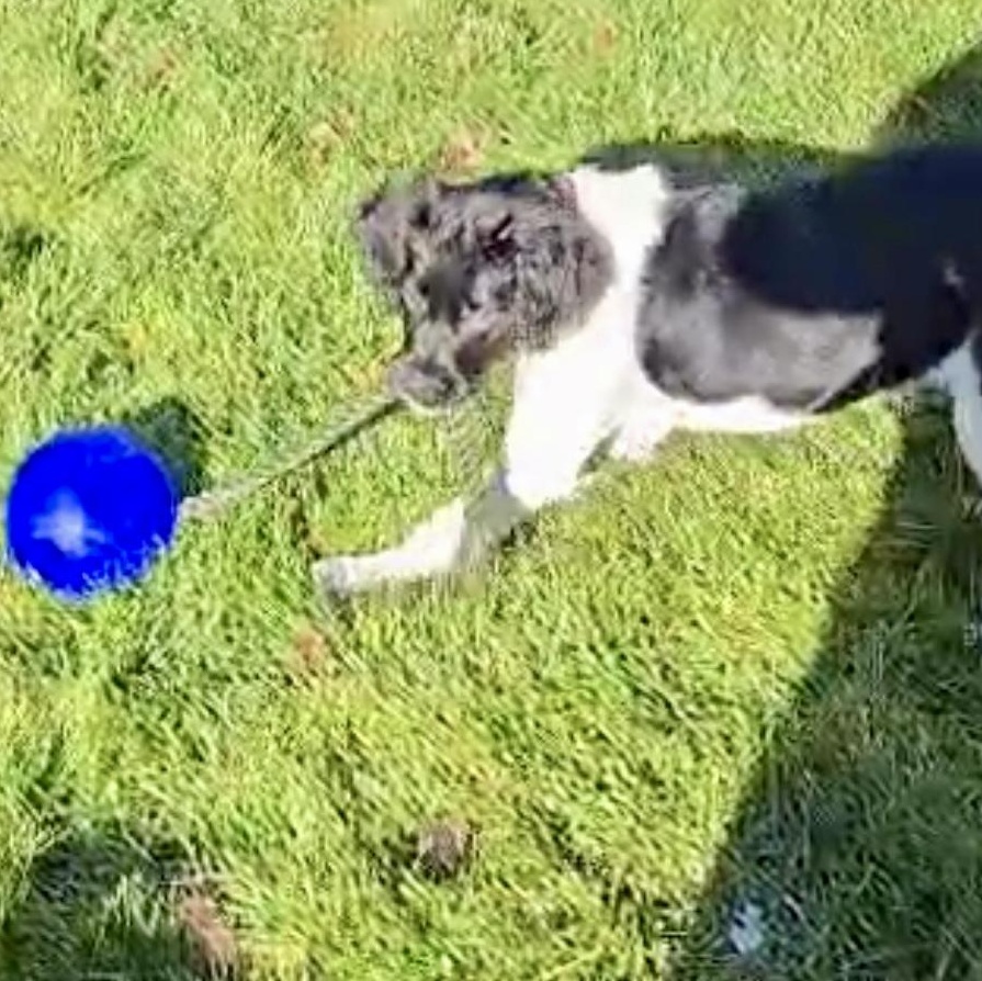 Enlarge Taylor, a Adoptable mixed breed in Scarborough, ON image 3/6