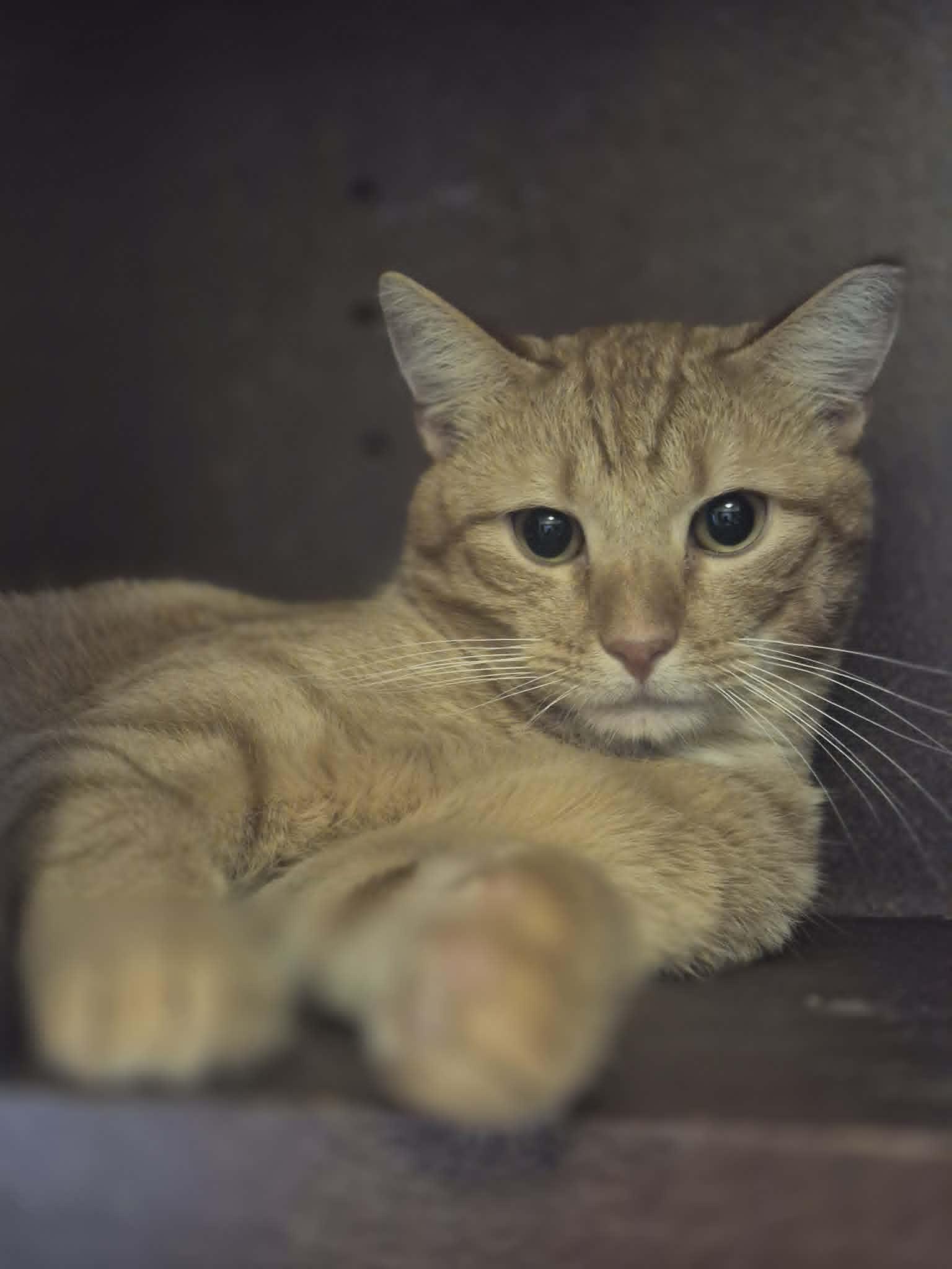 Enlarge Beau, a Adoptable Domestic Short Hair in Clymer, PA image 2/3