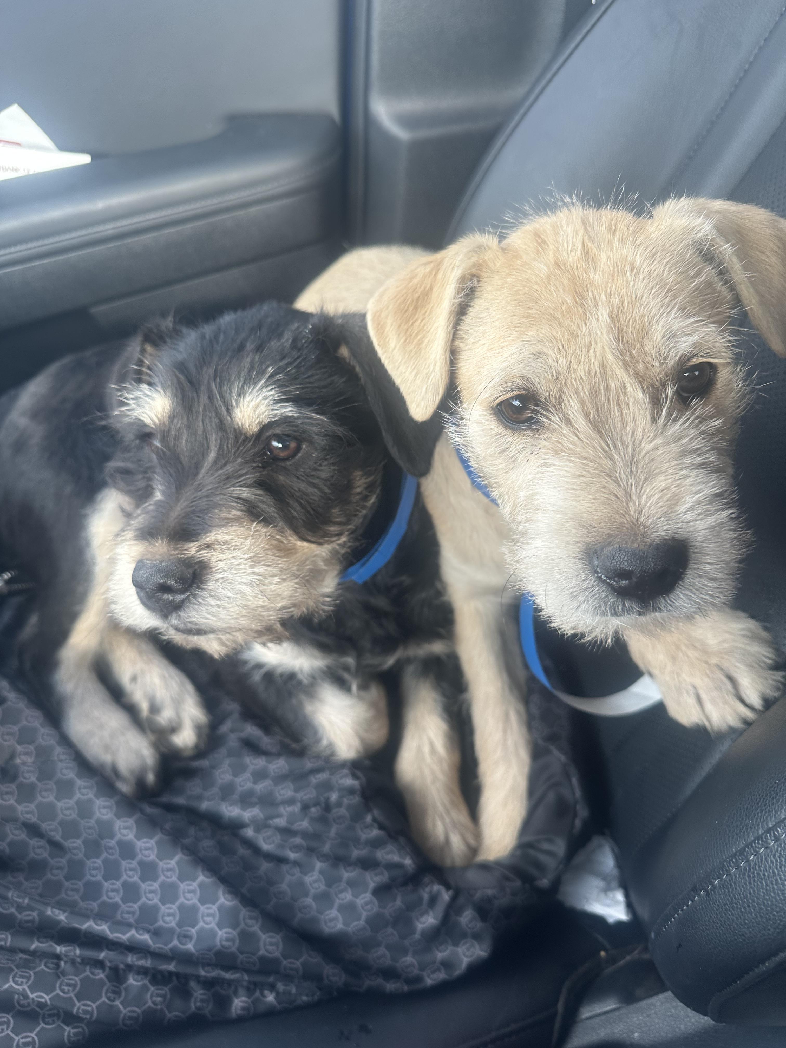 Enlarge Peanut, a Adoptable mixed breed in Oklahoma City, OK image 2/2