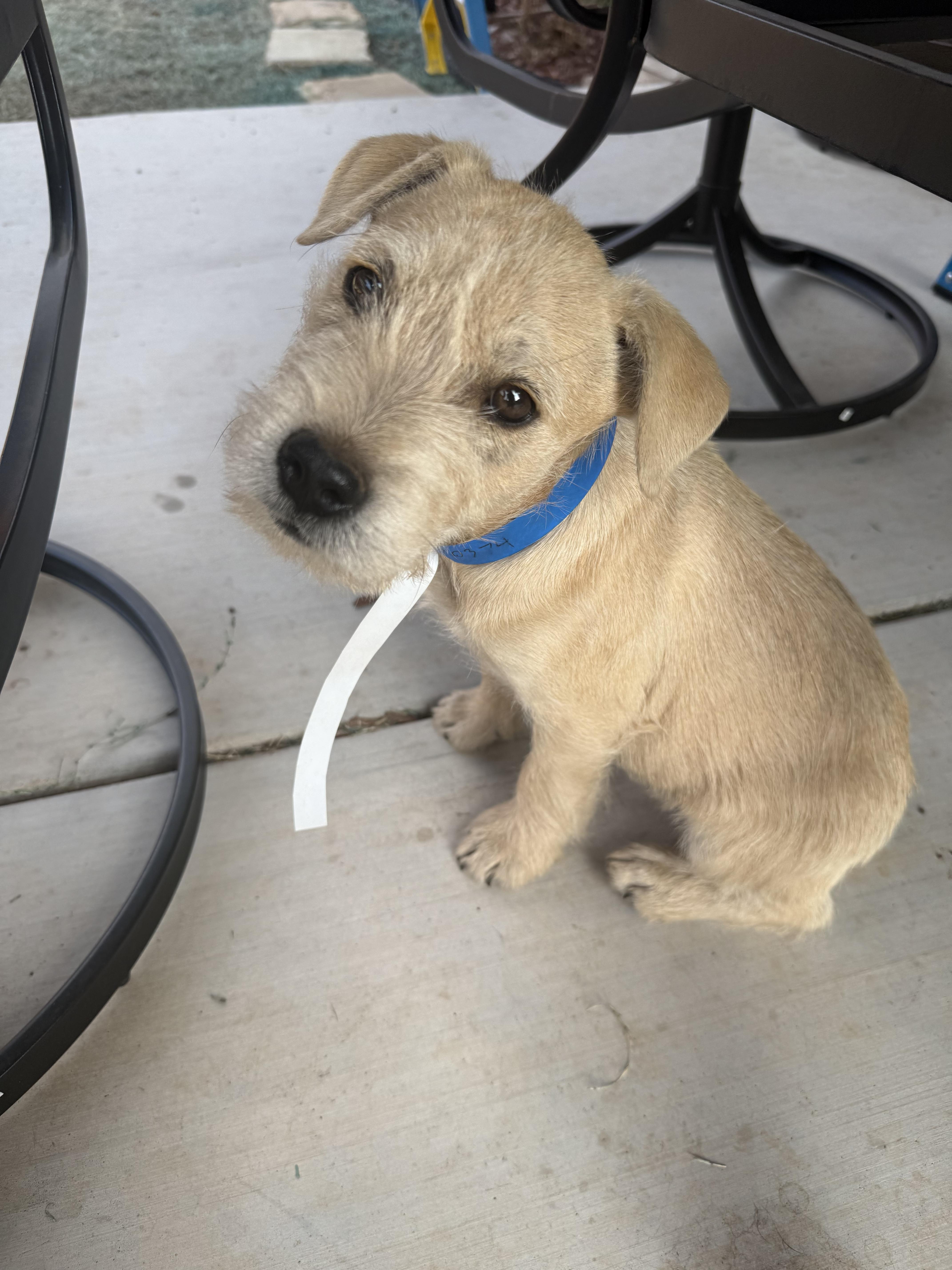 Peanut, Adoptable, Puppy Male Schnauzer.
