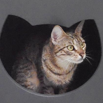 Eleanor, Adoptable, Adult Female Domestic Short Hair & Domestic Short Hair.
