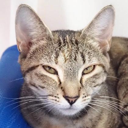 Enlarge Eleanor, a Adoptable mixed breed in Largo, FL image 2/3