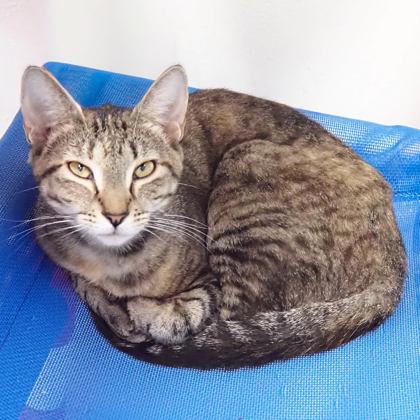 Enlarge Eleanor, a Adoptable mixed breed in Largo, FL image 3/3