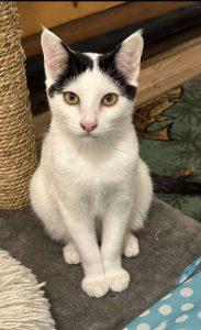 Enlarge Ethan, a Adoptable Domestic Short Hair in Kenai, AK image 1/1