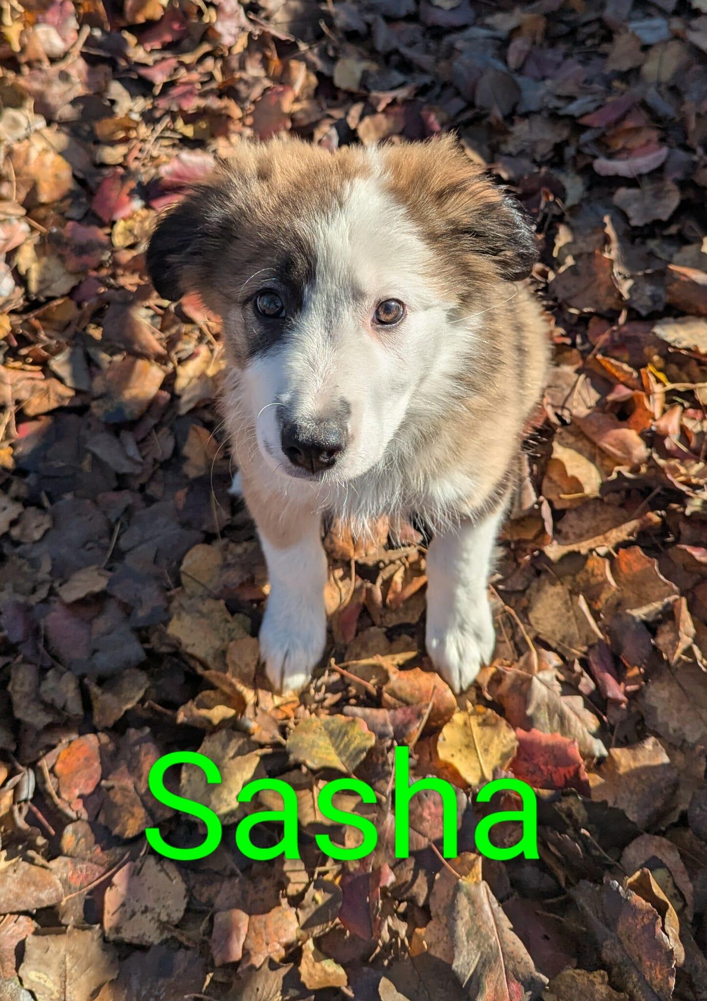 Sasha, an adopted mixed breed in Allentown, PA image 1/5
