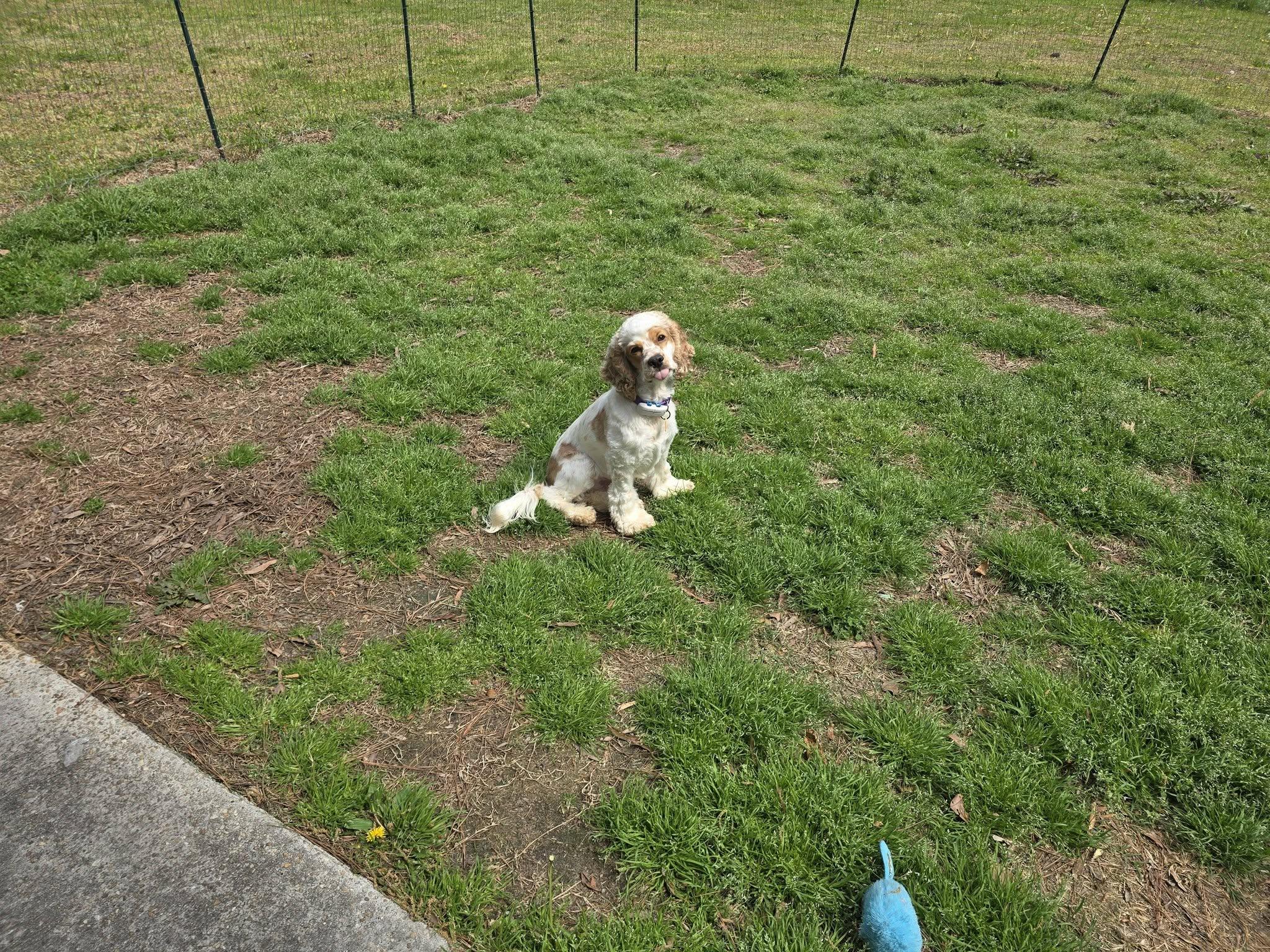 Enlarge Edgar Allan Poe , an adopted Cocker Spaniel in Raleigh, NC image 4/4