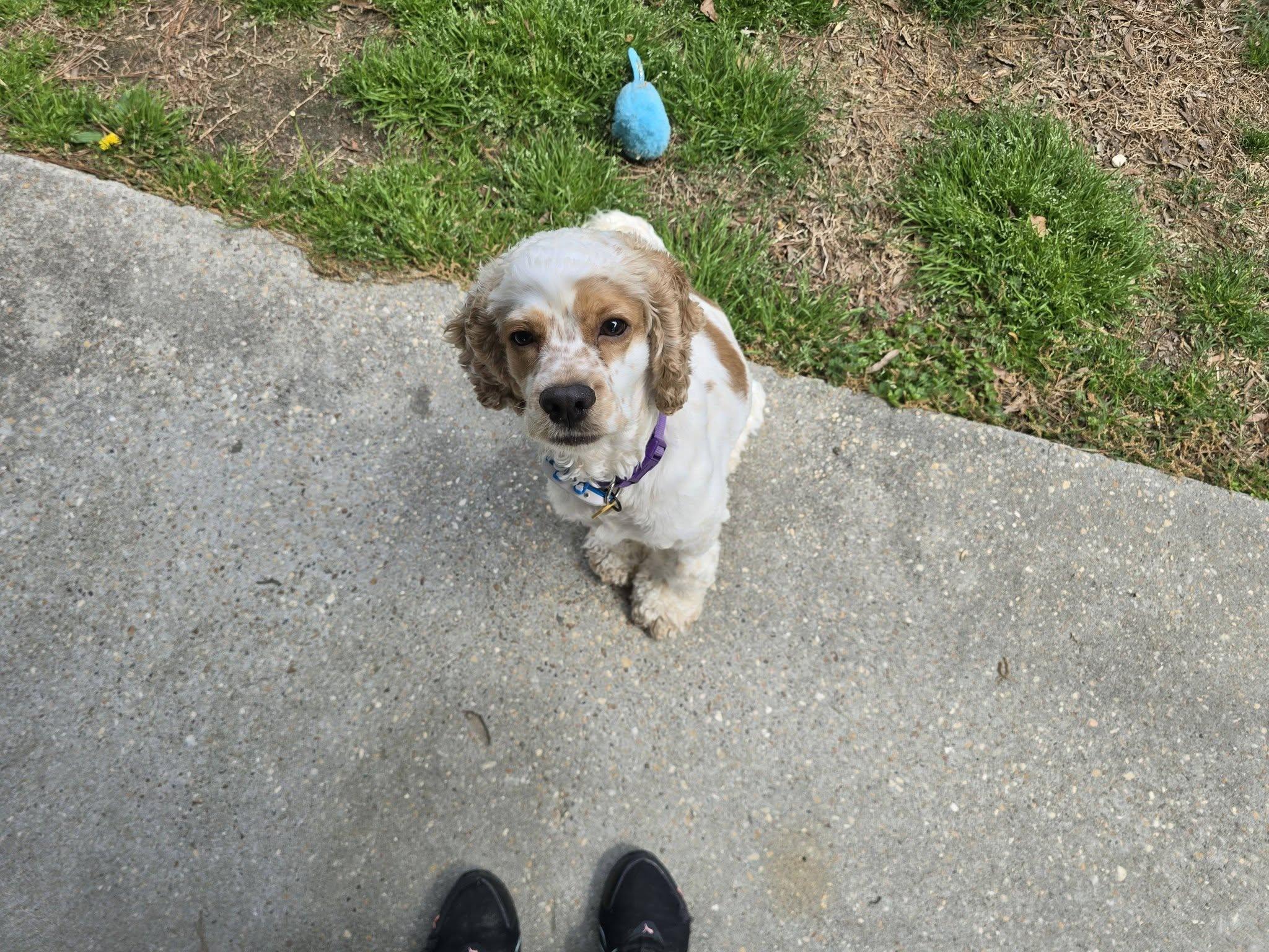 Enlarge Edgar Allan Poe , an adopted Cocker Spaniel in Raleigh, NC image 1/4