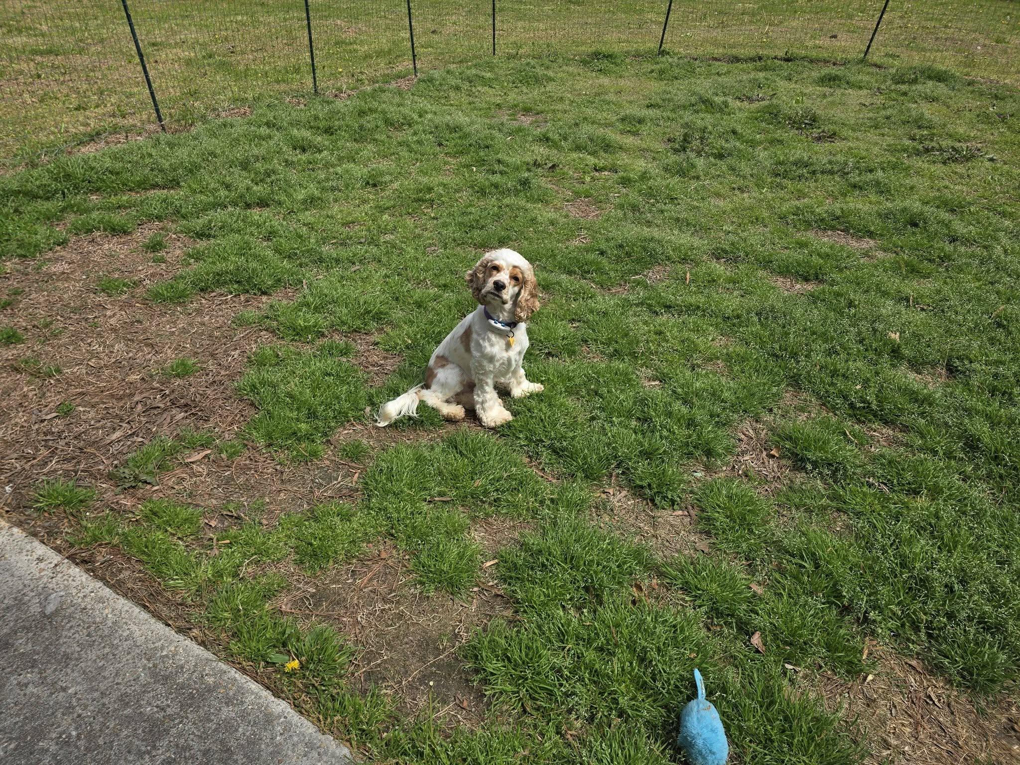 Enlarge Edgar Allan Poe , an adopted Cocker Spaniel in Raleigh, NC image 3/4