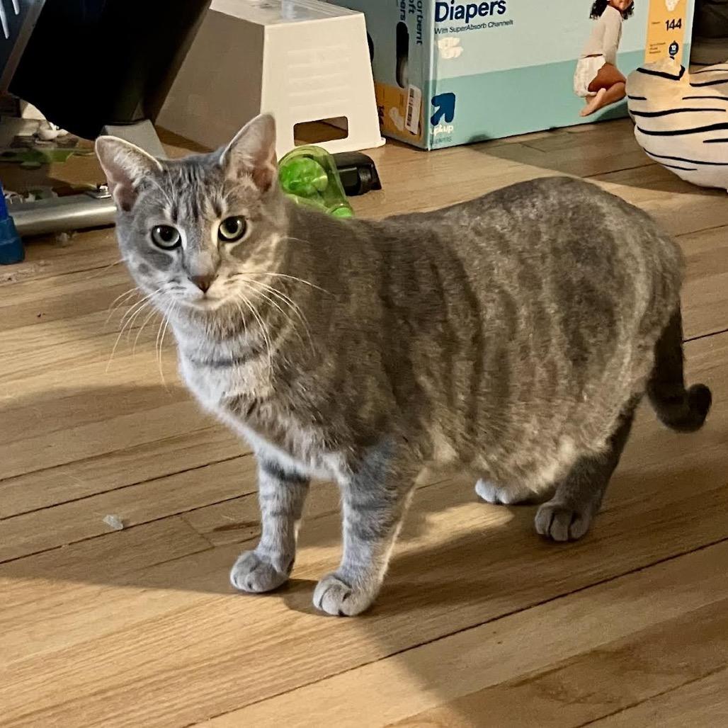 Emmy, Adoptable, Adult Female Domestic Short Hair.