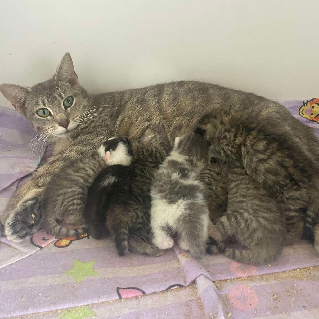 Enlarge Emmy, a Adoptable Domestic Short Hair in Madison, WI image 1/1