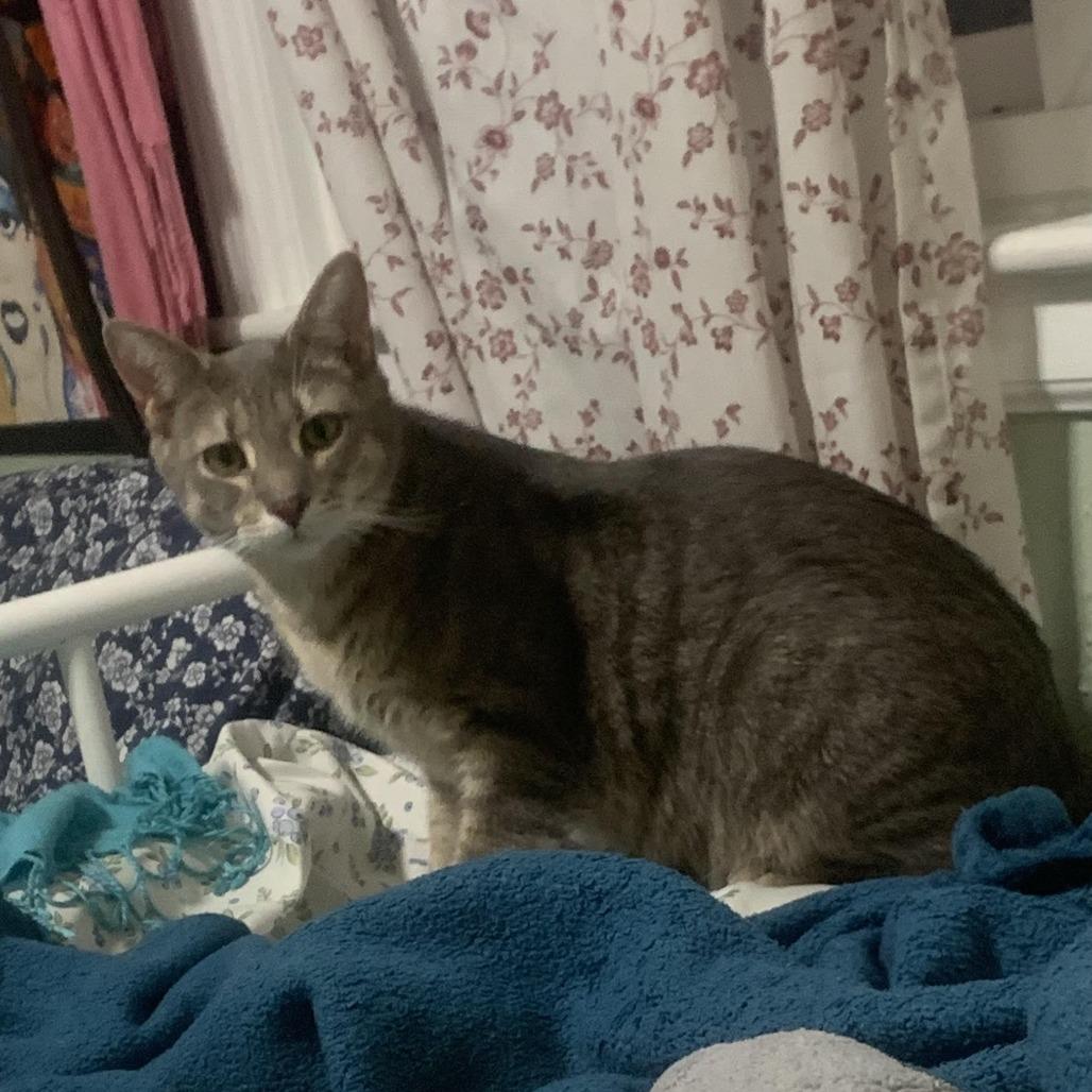 Enlarge Emmy (bonded with Grammy), a Adoptable Domestic Short Hair in Madison, WI image 2/5