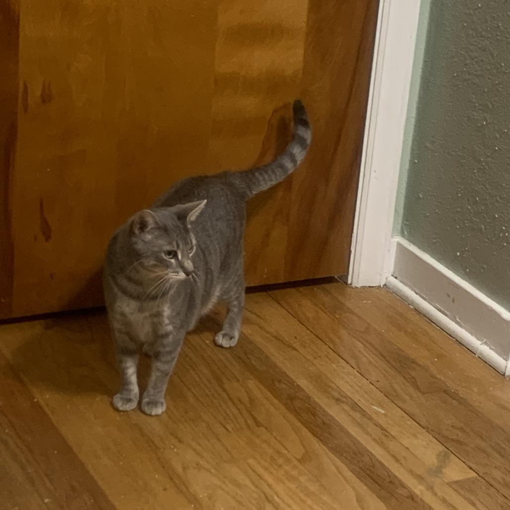 Enlarge Emmy (bonded with Grammy), a Adoptable Domestic Short Hair in Madison, WI image 3/5
